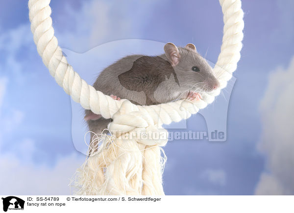 Farbratte auf Seil / fancy rat on rope / SS-54789