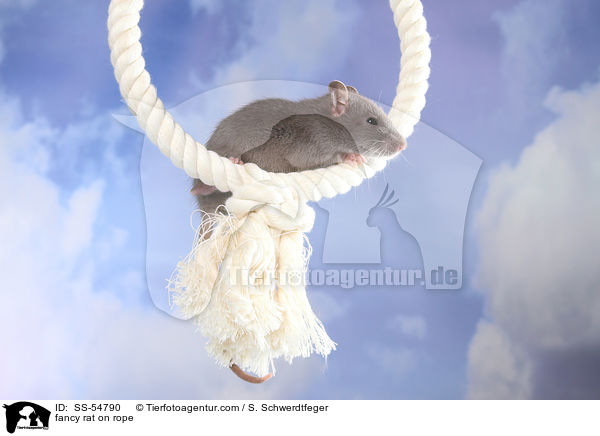Farbratte auf Seil / fancy rat on rope / SS-54790