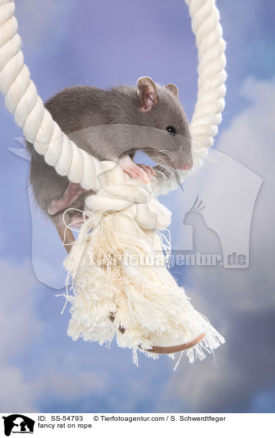 Farbratte auf Seil / fancy rat on rope / SS-54793