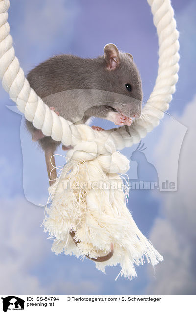 Ratte putzt sich / preening rat / SS-54794