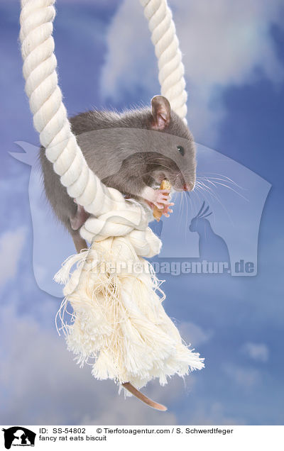 Farbratte frisst Keks / fancy rat eats biscuit / SS-54802