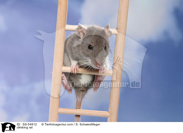 kletternde Ratte / climbing rat / SS-54812