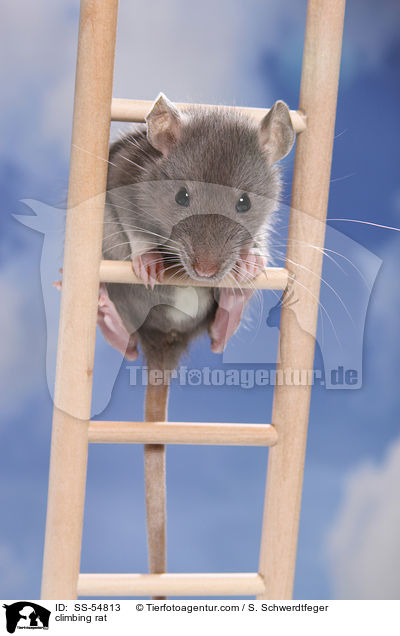 kletternde Ratte / climbing rat / SS-54813