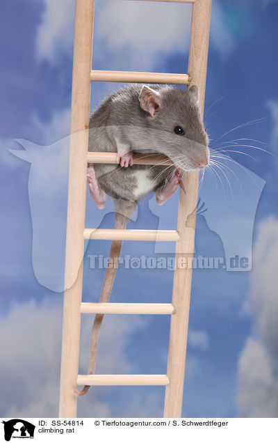 kletternde Ratte / climbing rat / SS-54814
