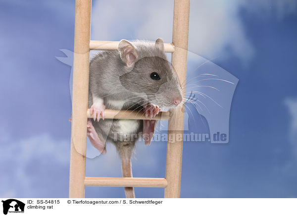 kletternde Ratte / climbing rat / SS-54815