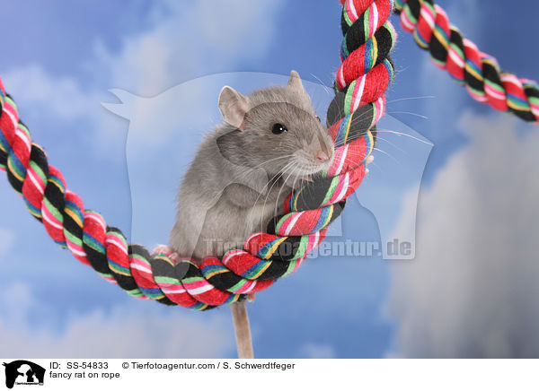Farbratte auf Seil / fancy rat on rope / SS-54833