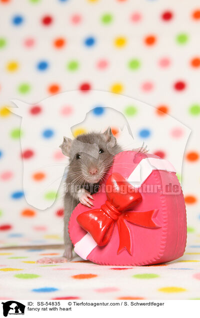 Farbratte mit Herz / fancy rat with heart / SS-54835