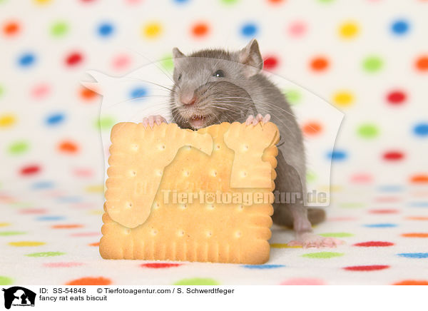 Farbratte frisst Keks / fancy rat eats biscuit / SS-54848