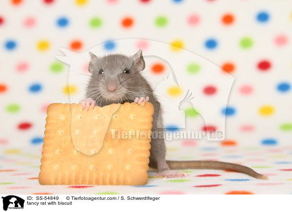 Farbratte mit Keks / fancy rat with biscuit / SS-54849