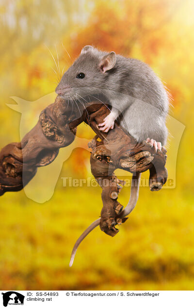 kletternde Ratte / climbing rat / SS-54893