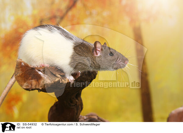 Ratte auf Wurzel / rat on root / SS-54932