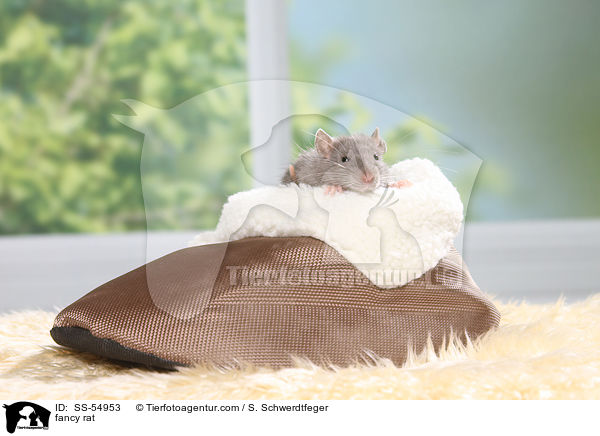 Farbratte / fancy rat / SS-54953