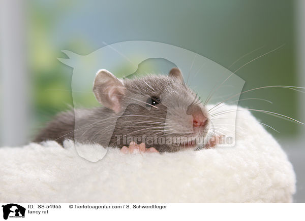 Farbratte / fancy rat / SS-54955