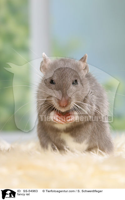 Farbratte / fancy rat / SS-54963