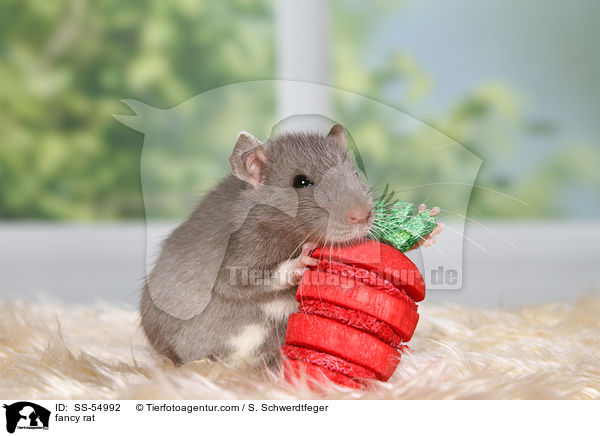 Farbratte / fancy rat / SS-54992