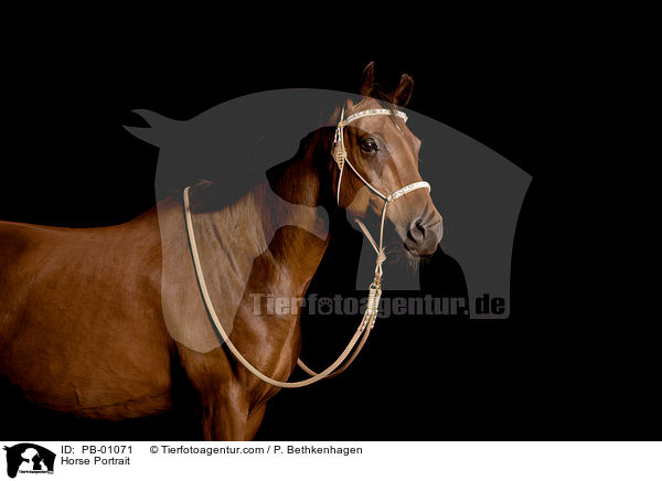 Horse Portrait / PB-01071