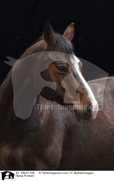 Horse Portrait / PB-01108