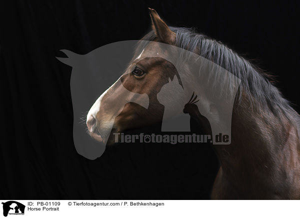 Horse Portrait / PB-01109