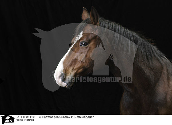 Horse Portrait / PB-01110
