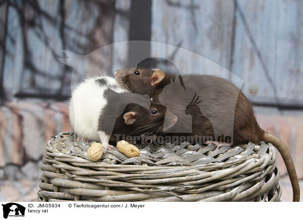 Farbratte / fancy rat / JM-05934