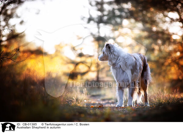 Australian Shepherd im Herbst / Australian Shepherd in autumn / CB-01385