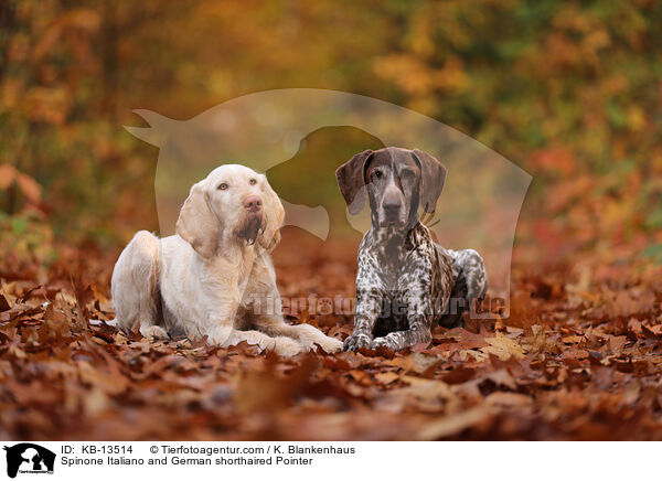 Spinone Italiano and German shorthaired Pointer / KB-13514
