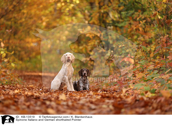 Spinone Italiano and German shorthaired Pointer / KB-13519