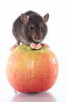 rat on apple