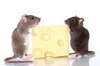 2 fancy rats with cheese