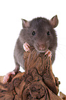 fancy rat on tree root