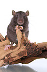 fancy rat on tree root