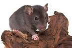 fancy rat on tree root