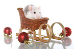 rat at christmas