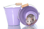 fancy rat sits in bucket