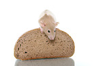 fancy rat sits on bread