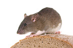 fancy rat sits on bread