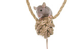 climbing fancy rat