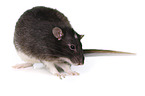 fancy rat at white background