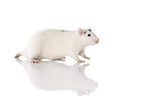 fancy rat at white background