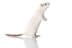 fancy rat at white background