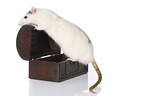 climbing fancy rat