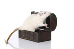 rat with wooden chest