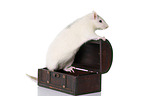 climbing fancy rat