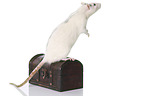 rat with wooden chest