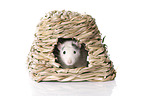 fancy rat at white background