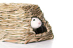 fancy rat at white background