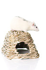 fancy rat at white background