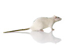 fancy rat at white background