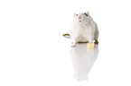 fancy rat at white background