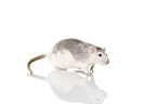 walking fancy rat